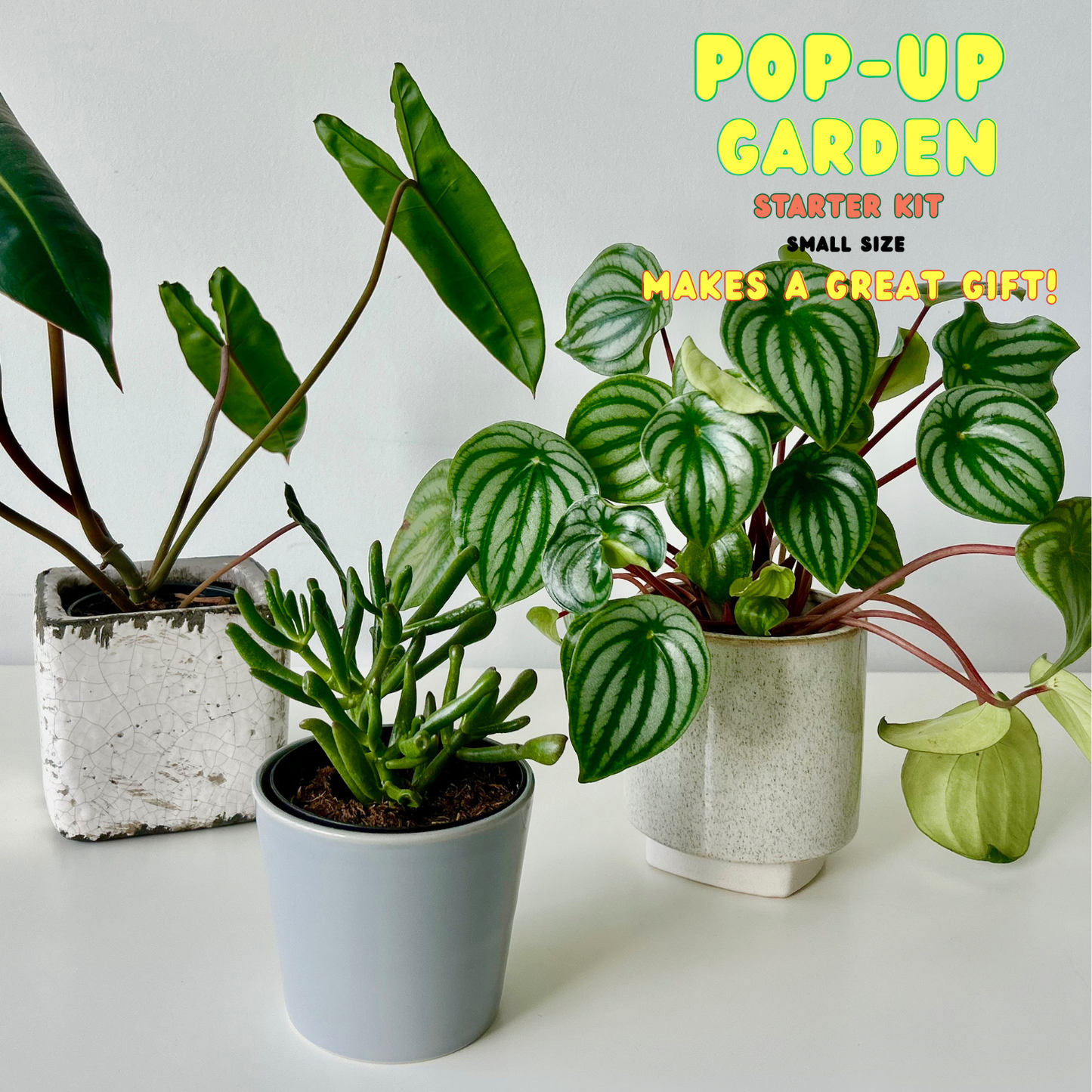 plant pots toronto Pop-Up Garden Starter Kit Small / Indoor Plants Toronto – Liberty Street Blooms